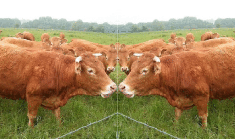Un centre de clonage pour bovins, ovins et chevaux de course ouvert en Chine