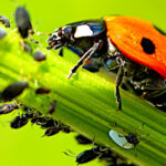 Biocontrôle des productions agricoles, les insectes vont-ils remplacer les pesticides ?