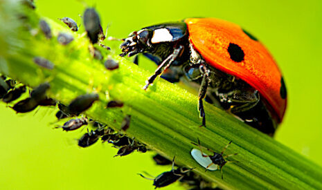 Biocontrôle des productions agricoles, les insectes vont-ils remplacer les pesticides ?
