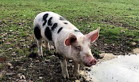 Leclerc entre dans le porc bien-être