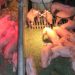 Porc, un système d’assurance de prix mis en place en Bretagne