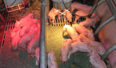 Porc, un système d’assurance de prix mis en place en Bretagne