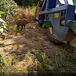 Le sanglier qui perturbe la moisson…