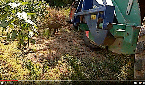 Le sanglier qui perturbe la moisson…