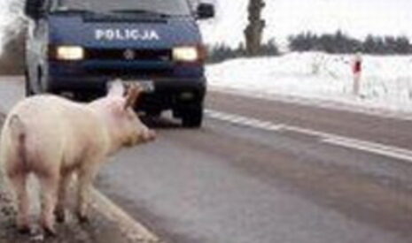 Ce petit cochon qui fait rire toute la Pologne