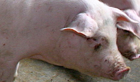 Chute du prix du porc en 2018