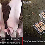 Des saucisses de porcs font scandale en Angleterre