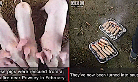 Des saucisses de porcs font scandale en Angleterre