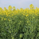 Fermeture d’une usine de trituration Cargill en Allemagne