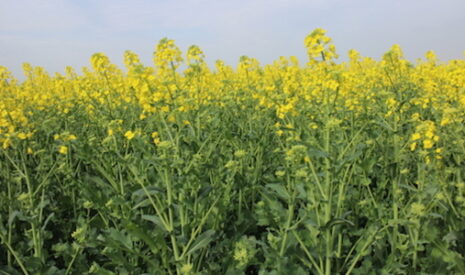 Fermeture d’une usine de trituration Cargill en Allemagne