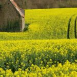 Le colza sous pression
