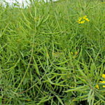 La pseudocercosporellose du colza