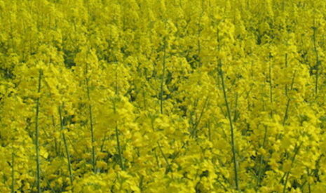 Extension d’usage sur sclérotinia du colza