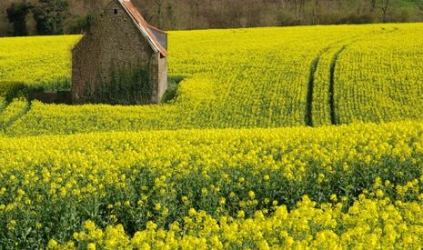 Le colza sous pression