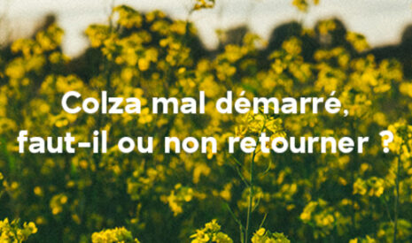 Face à un colza clairsemé ou rachitique, comment et quand prendre la décision de le remplacer par une culture de printemps ? Eléments techniques et économiques de réflexion.