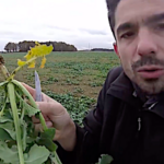 Colza, comment savoir si le nombre de larves ou d’asticots réclame une intervention