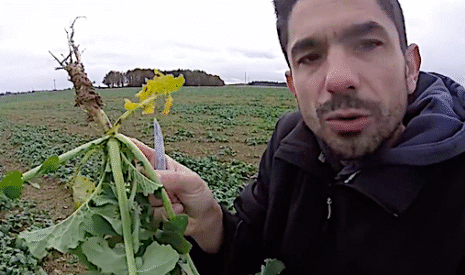 Colza, comment savoir si le nombre de larves ou d’asticots réclame une intervention
