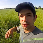 Insolite, un colza opportuniste s’installe sur un champ agricole de 5 hectares