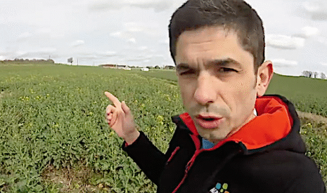 Insolite, le champ de colzas opportunistes