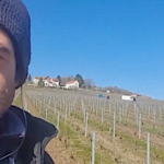 Travaux de vigne pour le champagne, dans un contexte de confinement