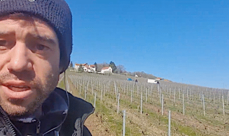Travaux de vigne pour le champagne, dans un contexte de confinement