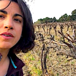 La confusion sexuelle, ou comment empêcher les papillons de se reproduire en viticulture bio