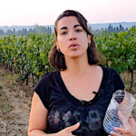 Comment contrôler la maturité du raisin pour savoir quand débuter les vendanges
