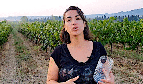 Comment contrôler la maturité du raisin pour savoir quand débuter les vendanges