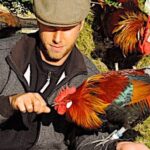 En voie de disparition, le coq gaulois passionne ses derniers éleveurs
