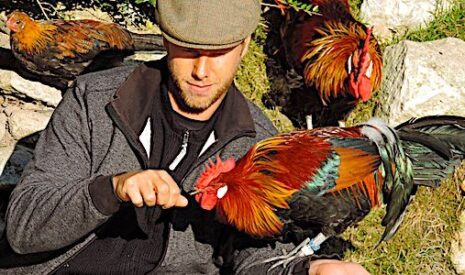 En voie de disparition, le coq gaulois passionne ses derniers éleveurs