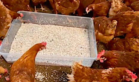 Aviculture, des coquilles d’huitres en complément alimentaire pour les poules