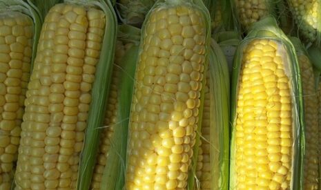 Les importations européennes de maïs démarrent sur des niveaux record