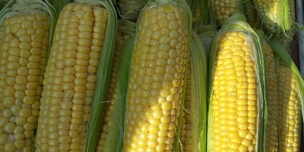 corn 168525 640