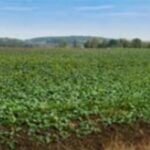 Ne pas baisser la garde sur la protection fongicide de son colza