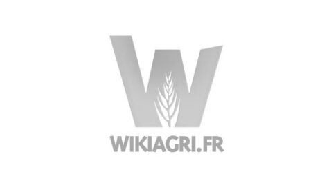 Vers une concurrence accrue des blés roumains pour 2016-2017 ?