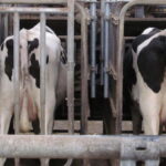 Gaz à effet de serre et élevage, la vérité sur les chiffres
