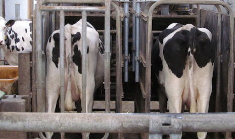 Gaz à effet de serre et élevage, la vérité sur les chiffres