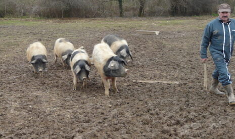 Le porc cul noir retrouve des couleurs