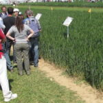 Les Culturales 2015, démonstrations en plein air