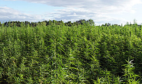 Le cannabis a tué près de 220 000 ruches l’hiver dernier en Albanie