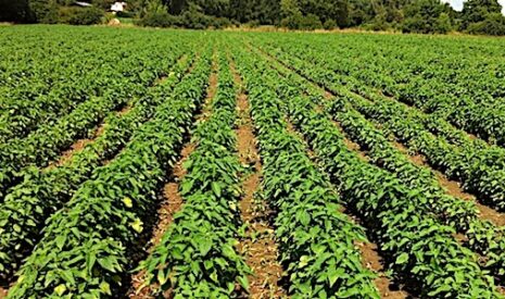 Chia de France, une filière agricole à haute valeur nutritive
