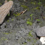 Les pionniers de la culture des morilles