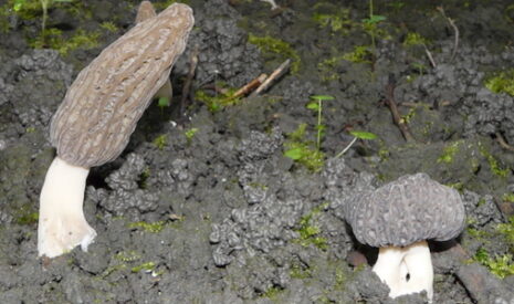 Les pionniers de la culture des morilles