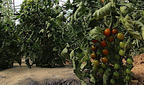 En Italie, des pots de sauce tomate à 3 euros pour rémunérer les saisonniers 7,20