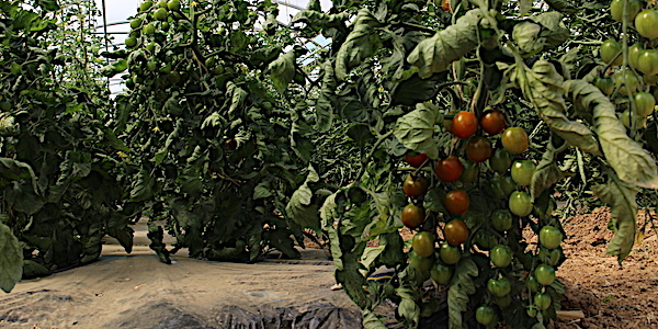culture tomates
