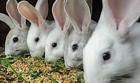 La course d’obstacles des producteurs de lapins