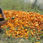 Ils ne peuvent plus vendre leurs courgettes bio ou leurs melons