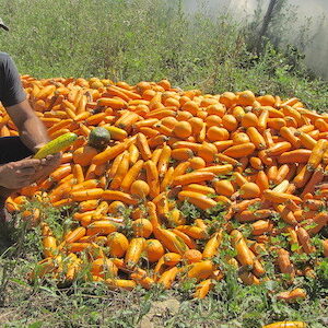 cyril rous courgettes invendables