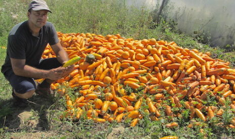 Ils ne peuvent plus vendre leurs courgettes bio ou leurs melons