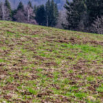 Ils vendent leurs vaches à cause des rats